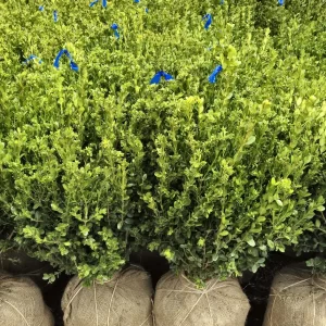 Boxwoods