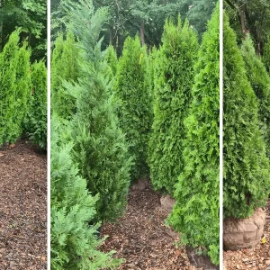 Emerald Green Arborvitae