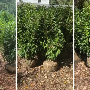 Skip Laurels Shrubs