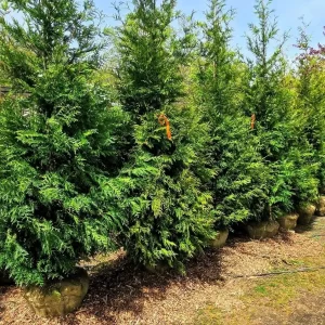 Green Giants Arborvitae